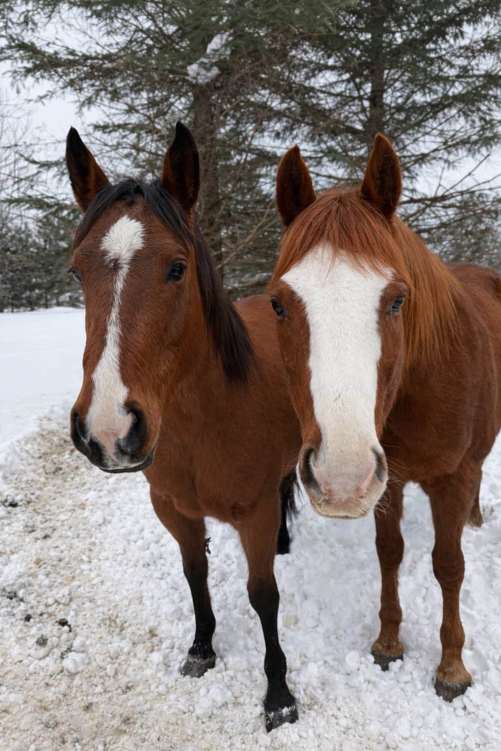 Wolf River Trails - Horseback Riding 11 Max B Winter 2026